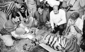 An investigation into a tiger death in progress in Mudumalai Tiger Reserve.  Credit : The Hindu