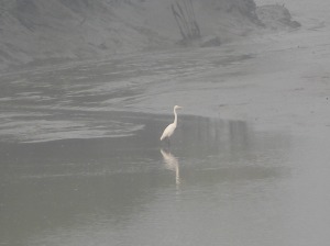 Great egret(Ardea Alba). 