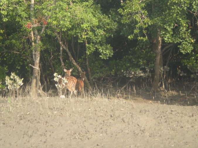 Chital form the bulk of the tiger's preybase in the Sunderbans. 