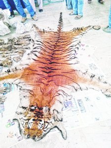 A tiger skin being seized from poachers.  Credit : Telegraph India