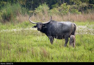 A wild buffalo with its calf in Kaziranga National Park. Pic : alamy.com